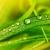 Dew on the grass plant desktop wallpaper 1920x1200